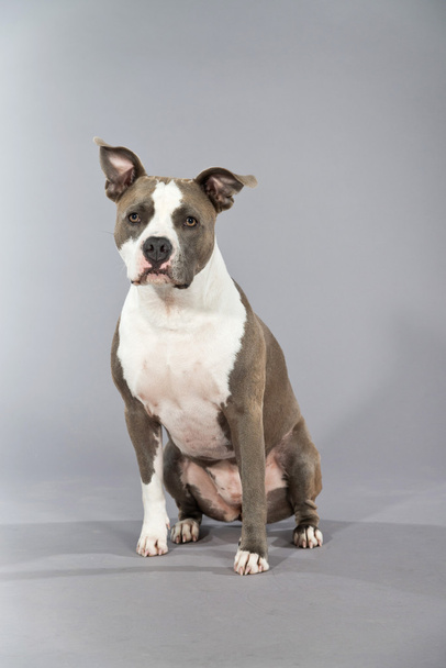 American bull terrier portrait. Brown with white spots. Studio s - Photo, Image