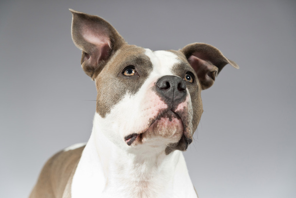 American bull terrier portrait. Brown with white spots. Studio s - Foto, Imagem