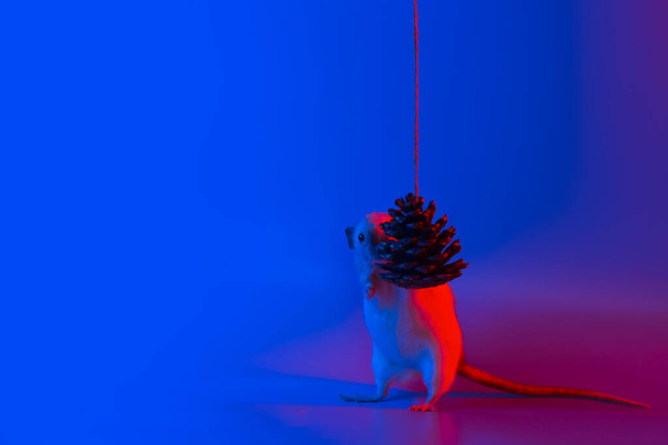 decorative rat symbol of the year and the cone of the Christmas tree in blue neon light - Foto, immagini