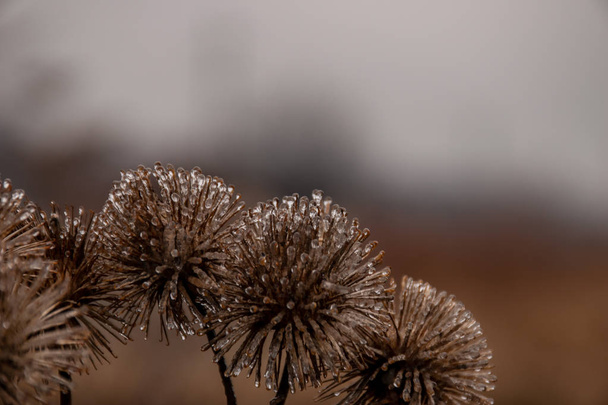 gotas de orvalho congeladas em uma planta seca
 - Foto, Imagem