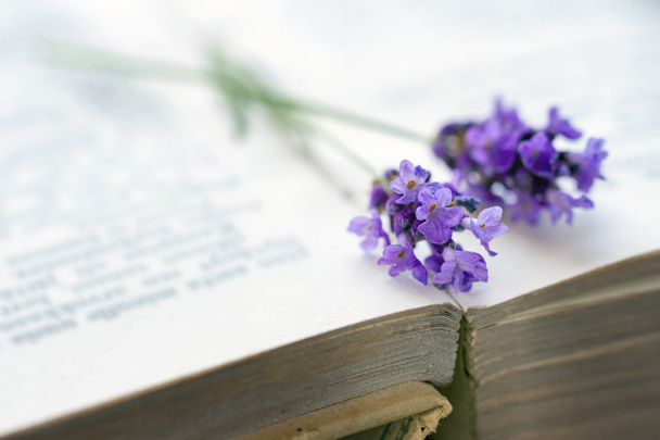 Offenes Buch mit blauem Lavendel - Foto, Bild