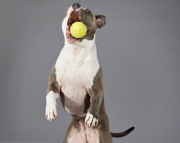 Catching a tennis ball american bull terrier portrait. Brown wit - Photo, Image
