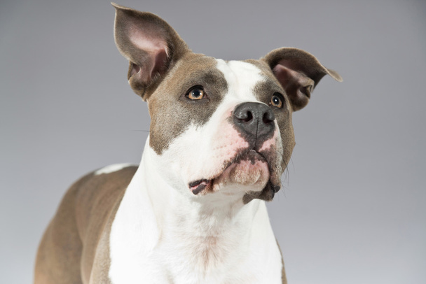 American bull terrier portrait. Brown with white spots. Studio s - Foto, imagen