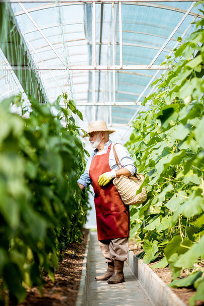 Senoir man harvesting peppers on a farm - Photo, image