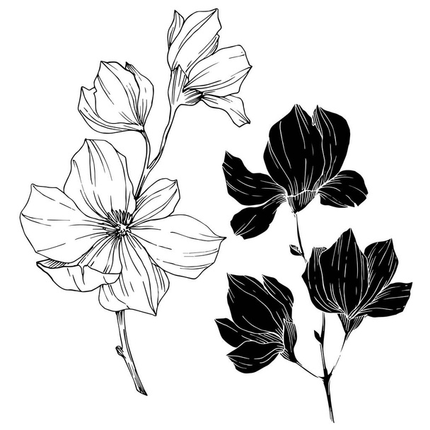 Векторні квіти Магнолії. Чорно-біле гравірування чорнила. Ізольований елемент ілюстрації магнолії
. - Вектор, зображення