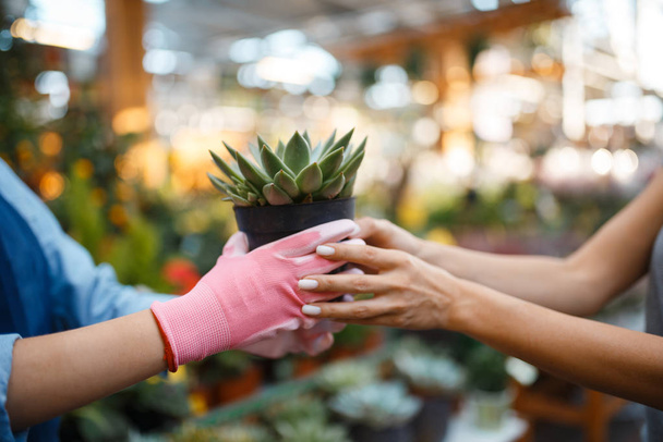 Verkoper geeft plant in een pot aan vrouwelijke klant in de winkel voor tuinieren. Verkoopster in schort verkoopt home bloemen in bloemist winkel - Foto, afbeelding