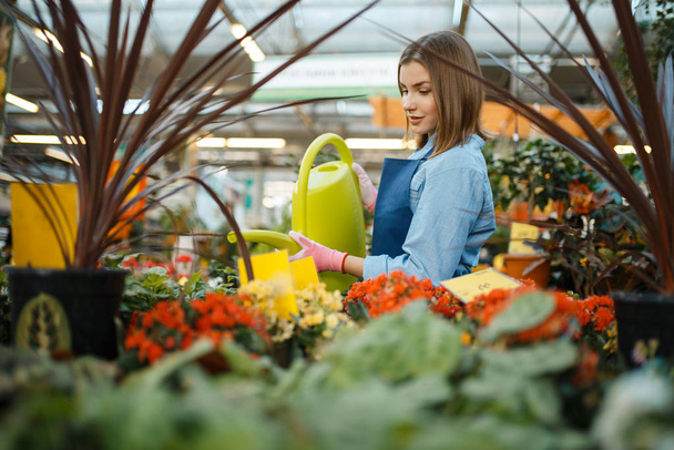 Kadın satıcı, bahçe işleri için dükkanda bitkileri suluyor. Önlüklü kadın çiçekçide çiçek satıyor. - Fotoğraf, Görsel