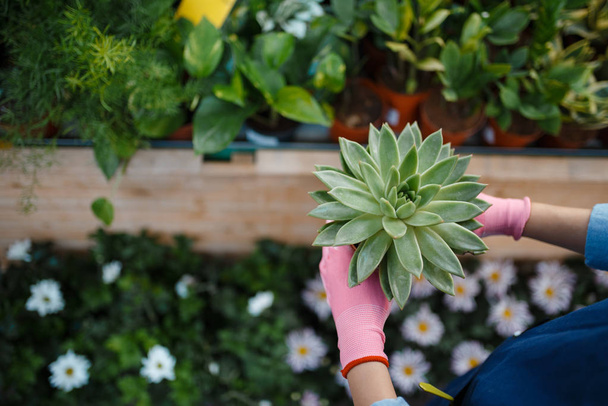 Mujer vendedor mano en guantes sostiene planta en tienda para la jardinería. Mujer en delantal vende flores en floristería
 - Foto, Imagen