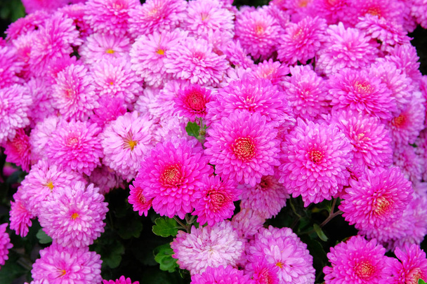 Purple chrysanthemum buds in nursery and garden shop. Chrysanthemum wallpaper and decoration. Bright blooming background. Close up. - Photo, Image
