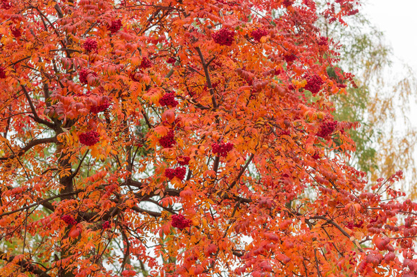 rameaux de Rowan avec des feuilles d'automne rouges et des grappes de baies, fond
 - Photo, image