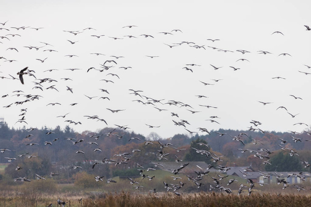 Сотні гусей приходять на землю
 - Фото, зображення