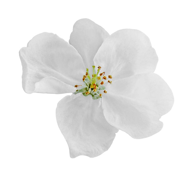 Piękny biały kwiat wyizolowany na białym tle - Zdjęcie, obraz