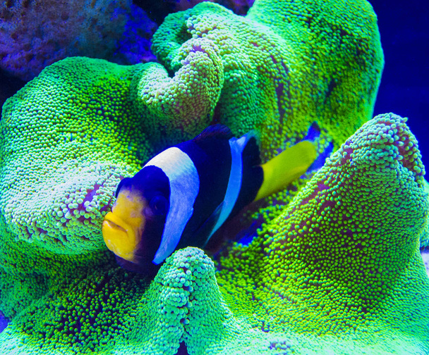 Western clown anemone-fish. Clown Fish in anemone - Zdjęcie, obraz