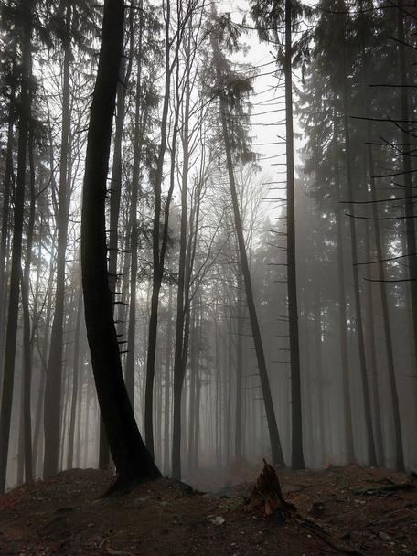 Hegyi erdő ősszel - Fotó, kép