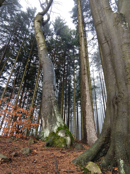 Mountain forest in autumn time - Foto, Bild