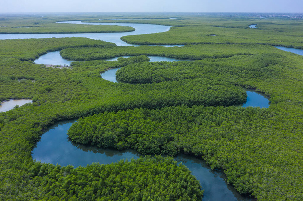 Aerial view of mangrove forest in Gambia. Photo made by drone fr - Photo, Image