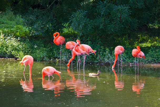 flamingos pink zoo - Φωτογραφία, εικόνα
