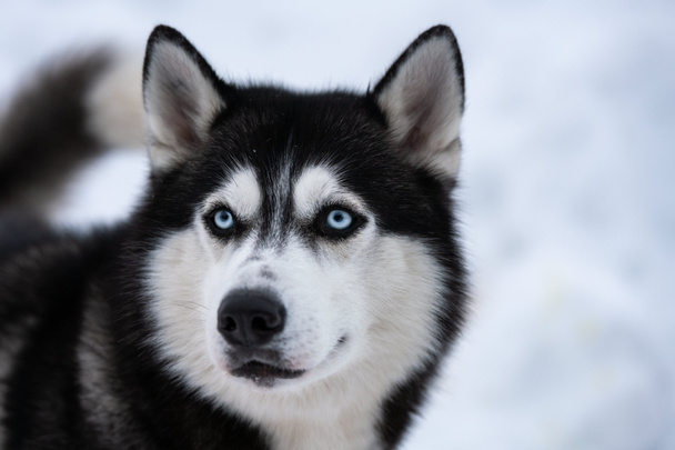 Husky cão retrato, inverno fundo nevado. Animal de estimação engraçado em andar antes do treinamento do cão de trenó
. - Foto, Imagem