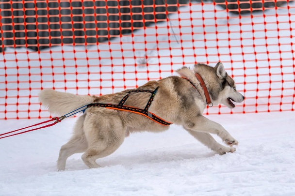 Sled dog racing. Husky sled dogs team in harness run and pull dog driver. Winter sport championship competition. - Foto, imagen