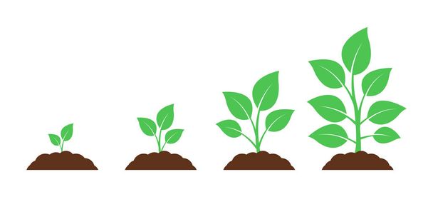 Seedling icon. Plant growth. Sprout from the ground. - Vector, Image