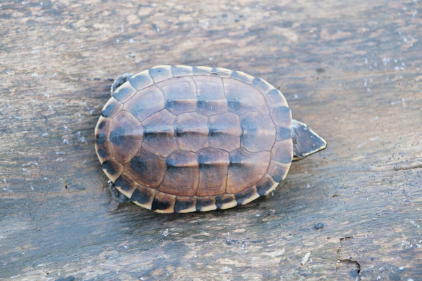 Piccola tartaruga bruna vive sul vecchio ceppo in un piccolo stagno, con spazio di copia del testo
. - Foto, immagini