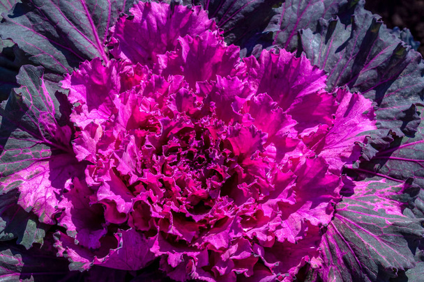Curly cabbage, or Kale, is an annual vegetable plant, a variety of the species Cabbage.  Purple lace leaves do not head out. The plant is edible, but more often used as a decorative one. - 写真・画像
