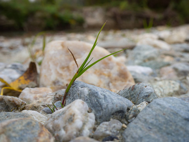 Lâmina de grama entre pedras
 - Foto, Imagem