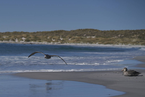 Νότιος Γίγαντας Πετρέλ (Macronectes giganteus) που πετά κατά μήκος των ακτών της Νήσου του Θαλάσσιου Λιονταριού στις Νήσους Φώκλαντ. - Φωτογραφία, εικόνα