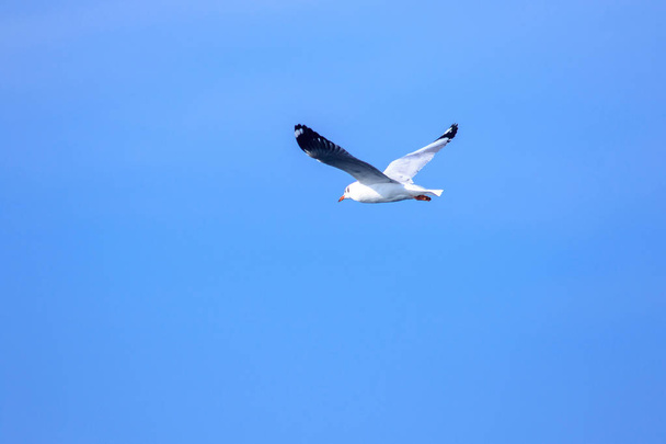 Seagulls flying in the blue sky, Seagulls are seagulls, Seagulls are medium sized birds. The tip of the wing feathers are black. - 写真・画像