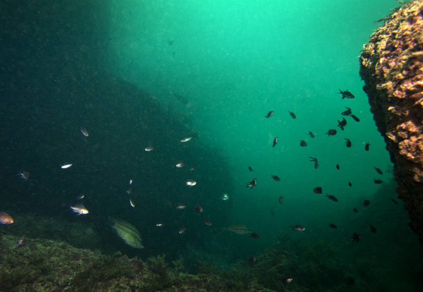 the underwater world of the Black Sea - Photo, Image