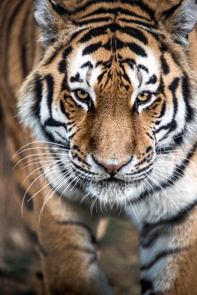 Stalking Tiger - Photo, Image