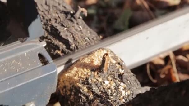 sawing a tree with a chainsaw + the sound of a chainsaw - Footage, Video