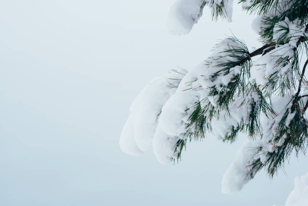 Fir branch in snow. Closeup of pine branch with snow. Christmas and New Year holiday background. Vintage color tone. Copy space for your text. - Fotó, kép