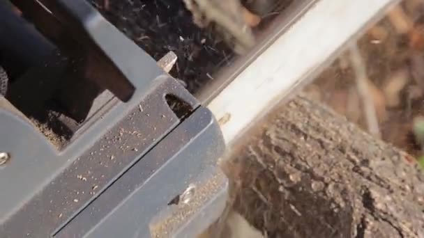 sawing a tree with a chainsaw + the sound of a chainsaw - Footage, Video