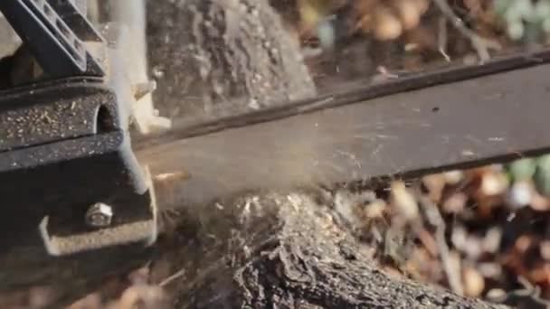 saw a tree with a chainsaw - Footage, Video