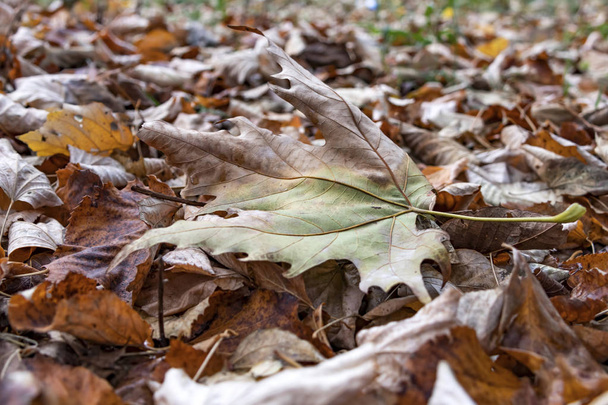 podzimní strom žluté listy v přírodě - Fotografie, Obrázek
