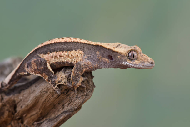Lagarto Rhacodactylus ciliatus de Nueva Caledonia
 - Foto, Imagen