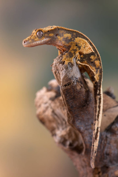 Lagarto Rhacodactylus ciliatus de Nueva Caledonia
 - Foto, imagen