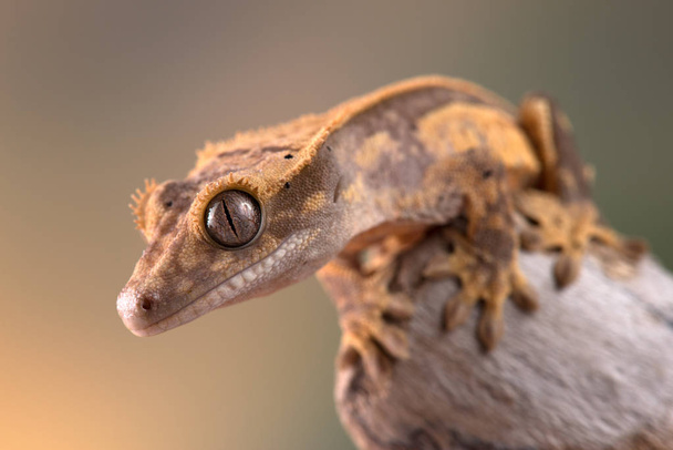 Rhacodactylus ciliatus lagarto da Nova Caledónia
 - Foto, Imagem