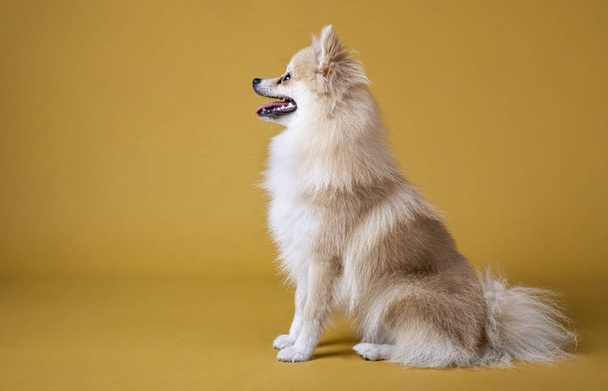 pomerániai tenyészt kutya ül és keres a bal oldalon - Fotó, kép