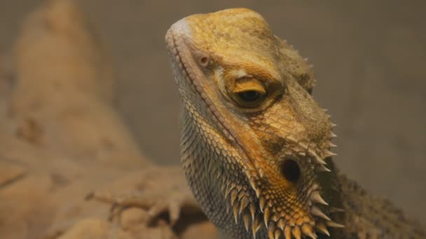 Bartagama eine häufige Reptilienart in Asien - Filmmaterial, Video
