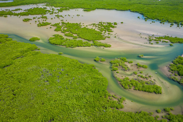 Vista aérea del bosque de manglares en el Delta del Saloum National Par
 - Foto, Imagen