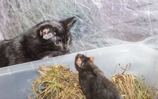 зустріч сірих щурів з чорним молодим котом
 - Фото, зображення