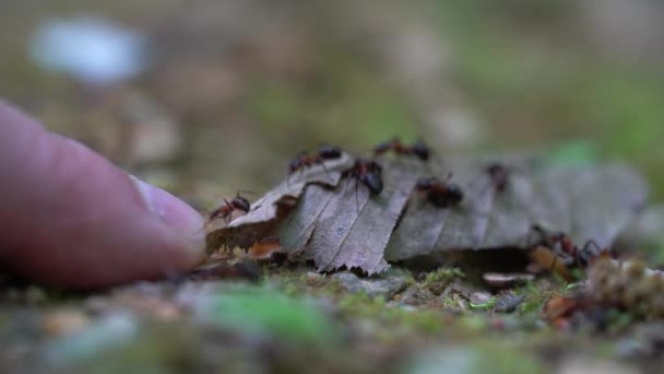 Muž se dotkl suchého listu, který mravenci shromažďují stavět mraveniště - Záběry, video