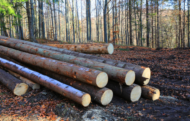 Куча деревянных бревен лежит на лесном лугу
 - Фото, изображение