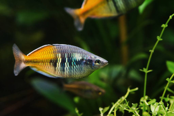 ruhiger und ruhiger erwachsener boeseman-regenbogenfisch, melanotaenia boesemani, endemisch in ayamaru-seen, indonesien, beliebte aquarienhandelsarten im Süßwasser-naturaquarium, dunkler hintergrund - Foto, Bild
