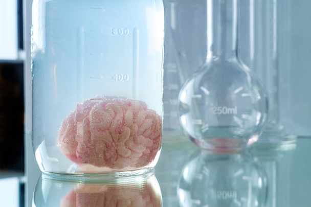 Preserved Human Brain Jar - Photo, Image