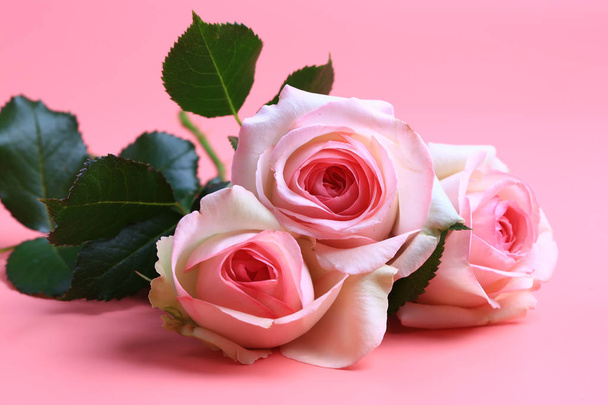 pink rose on a pink background. creative minimalistic layout - Фото, изображение