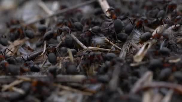 Muurahaiset kollektiivinen rakentaa muurahaiskeko
 - Materiaali, video