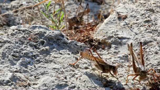 Heuschrecken fressen Semmelbrösel - Filmmaterial, Video